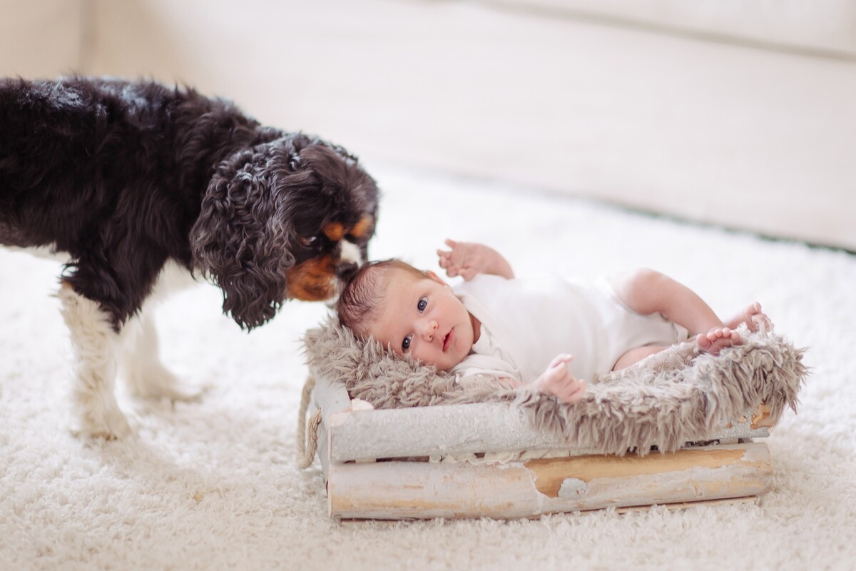 Newborn Homestory mit Hund – Bild 1